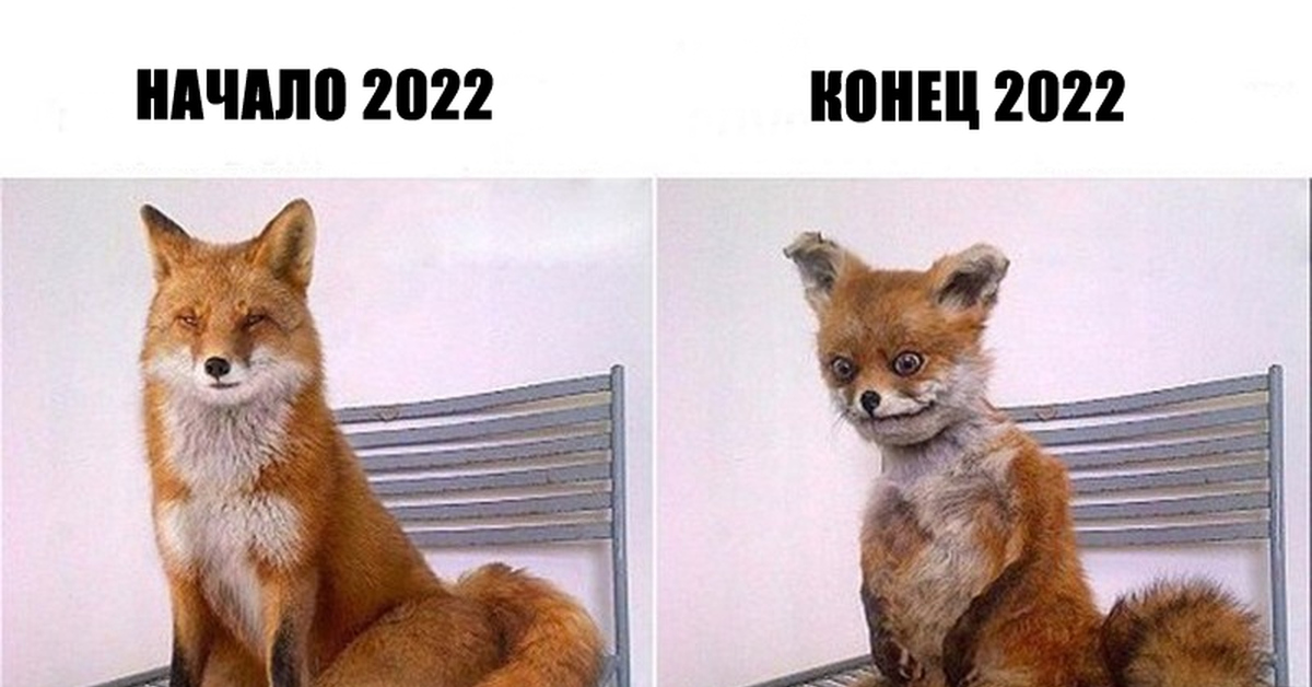 Лис 2022