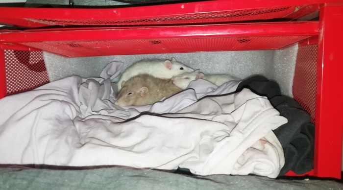 Всех крысоводов с наступающим!