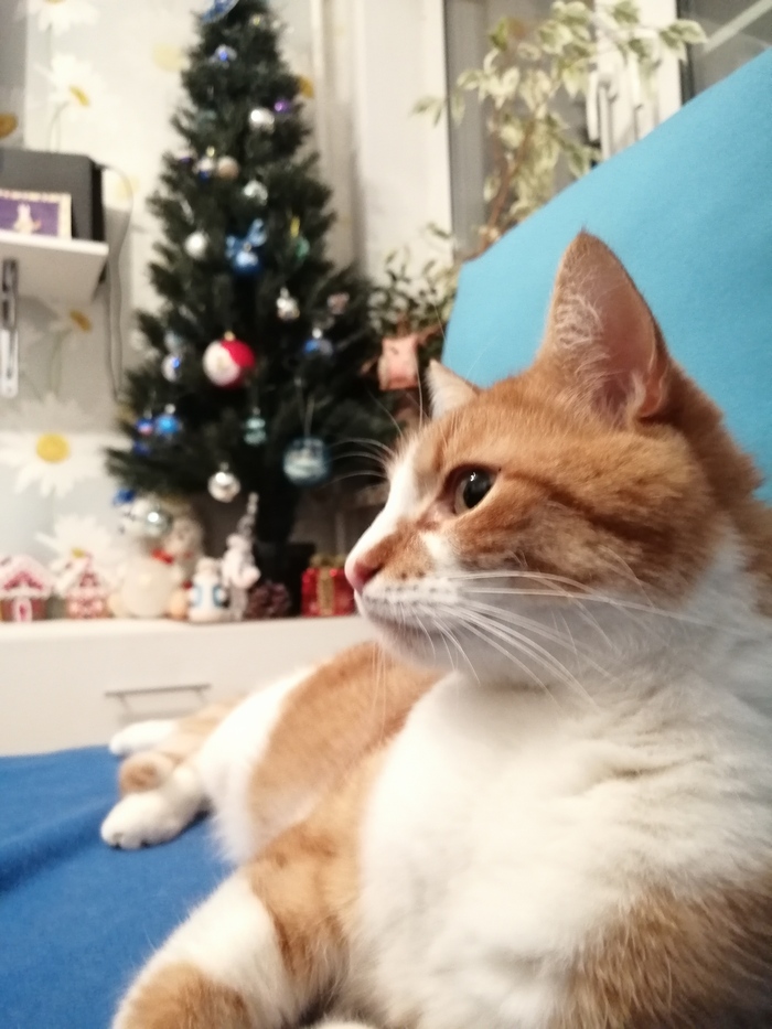 Всех котоводов с наступающим!