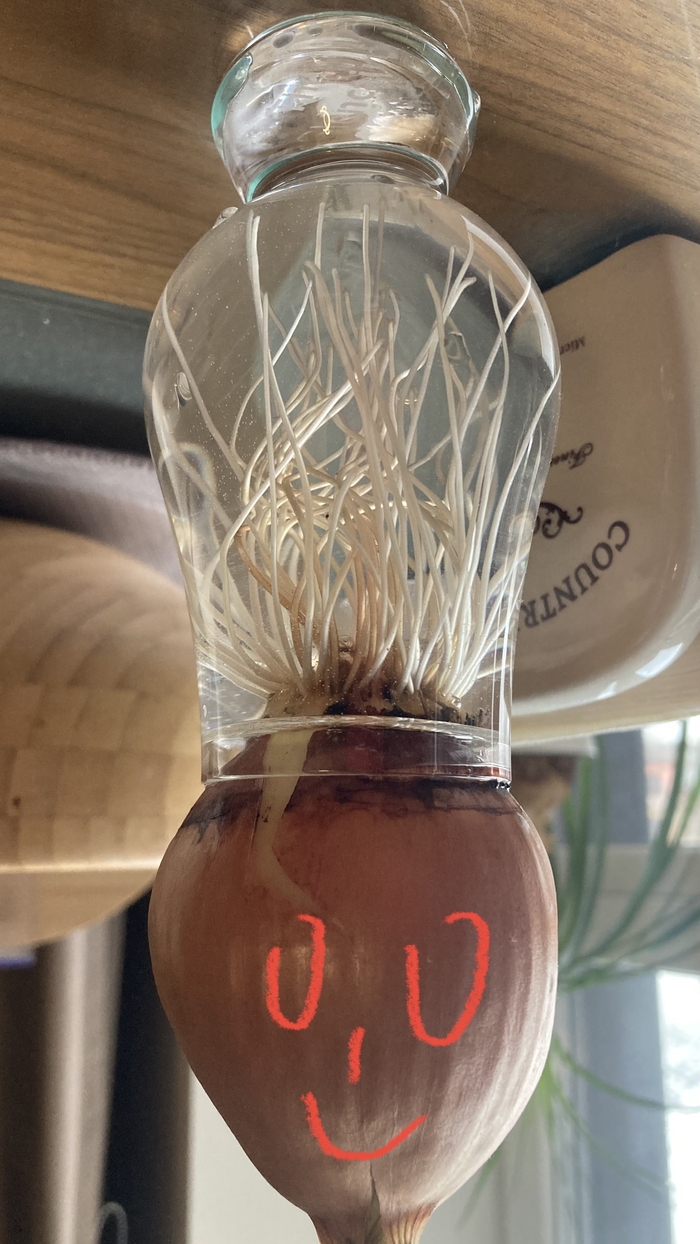 Лучок вас всех поздравляет с Новым годом!