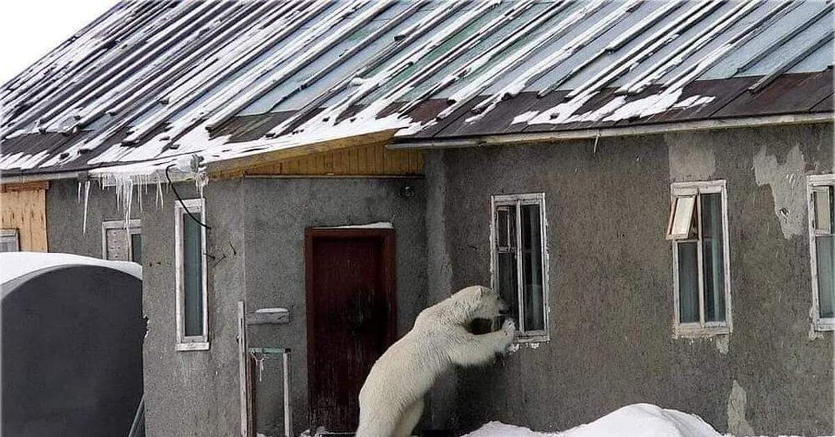 Медведь пришел