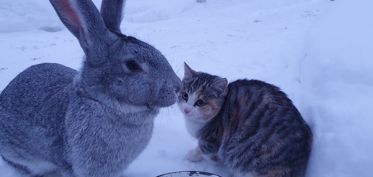 Гибрид кота и зайца