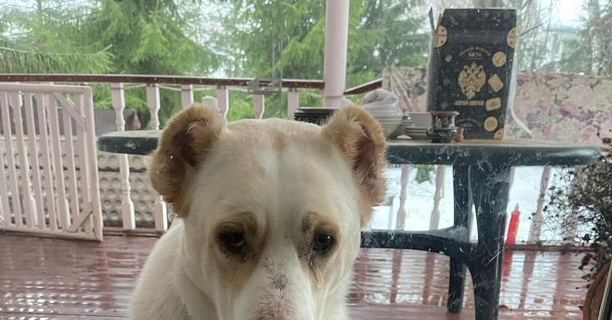 потеряшки в балабаново