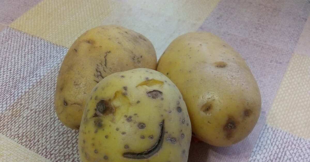 Картошка