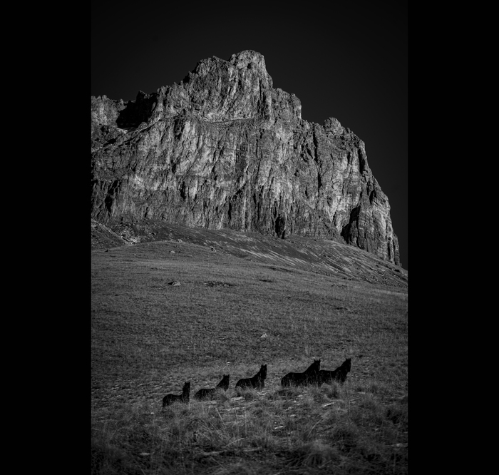 ������ ����