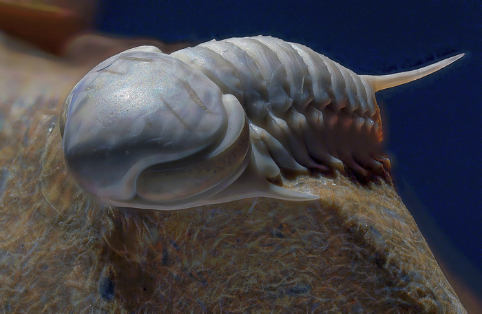 Мечта палеонтолога возрастом 458 000 000 лет