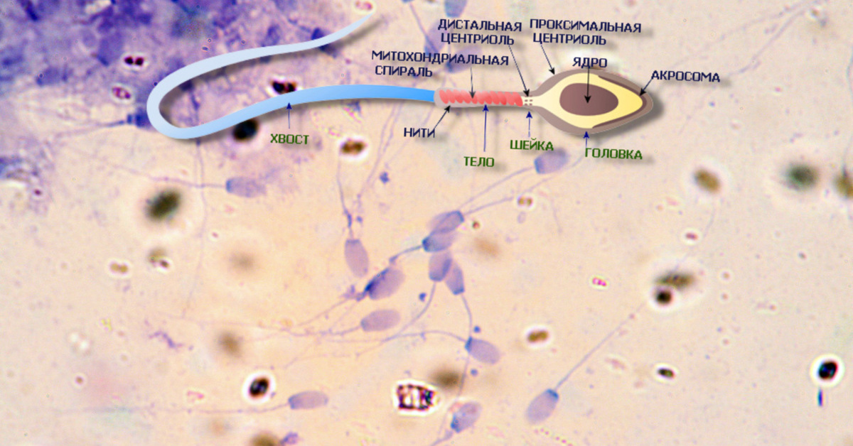 Үй шаруасындағы әйел мен бағбан порно