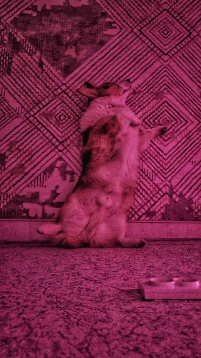 Ночные танцы