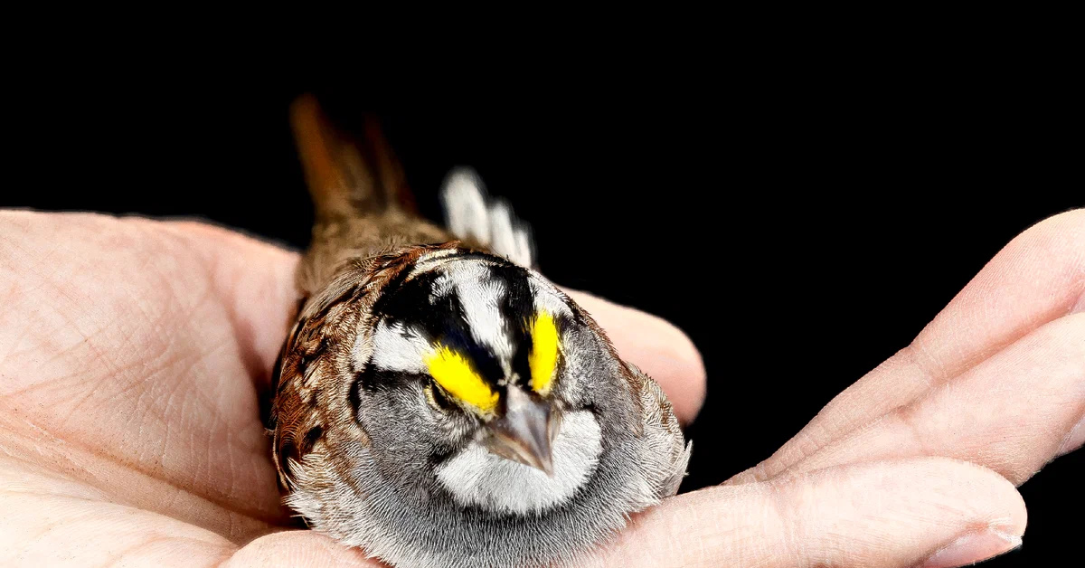 Bird in hand. Белогорлый Воробей. Белошейная зонотрихия. Белоголовая зонотрихия птица. Независимые птицы.