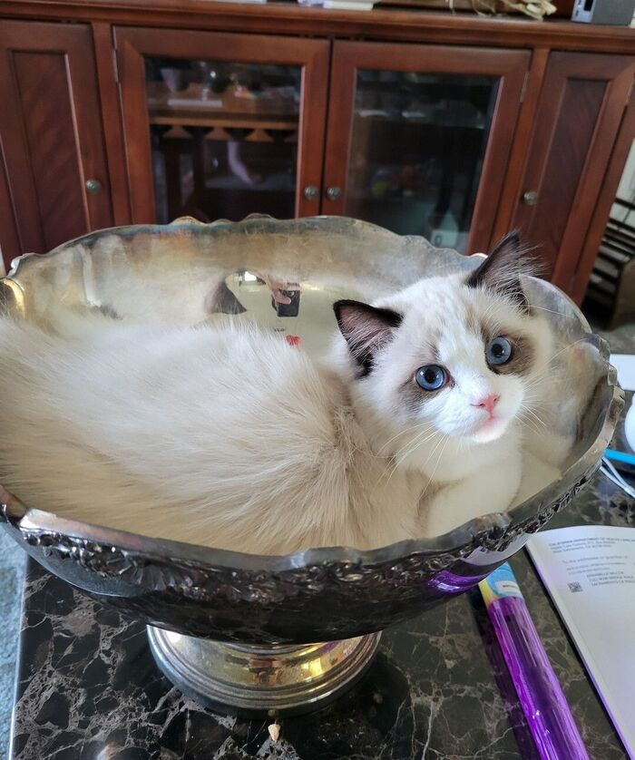 Весьма фотогеничный котик