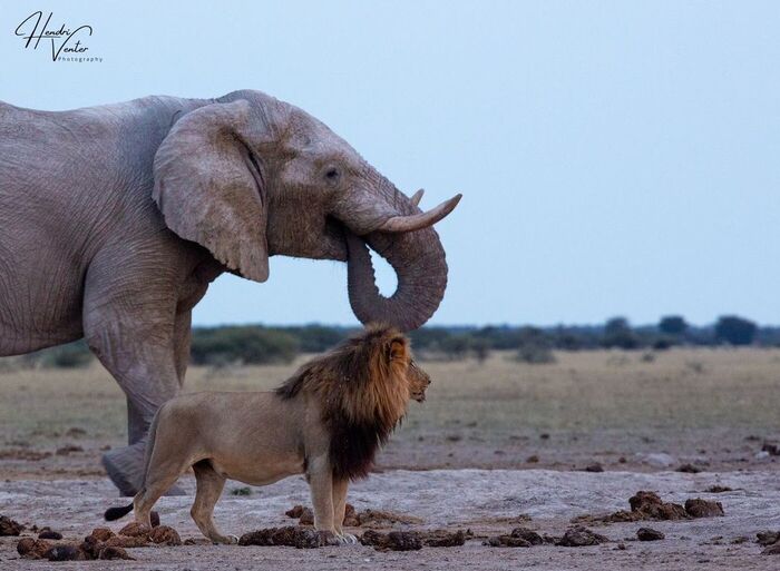 Фон, достойный царя