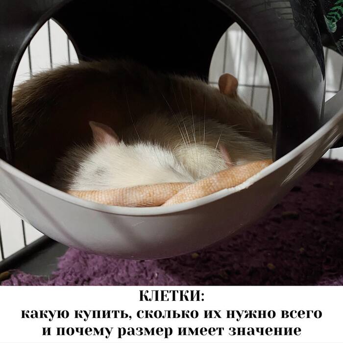 Клетки