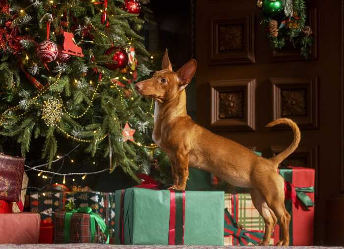 И от нашего зоопарка поздравления с Новым Годом!