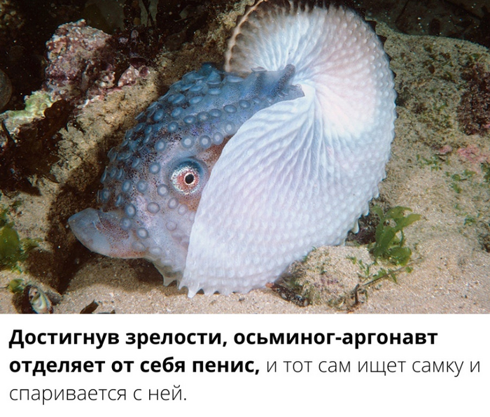 Знаете, я и сам своего рода осьминог...