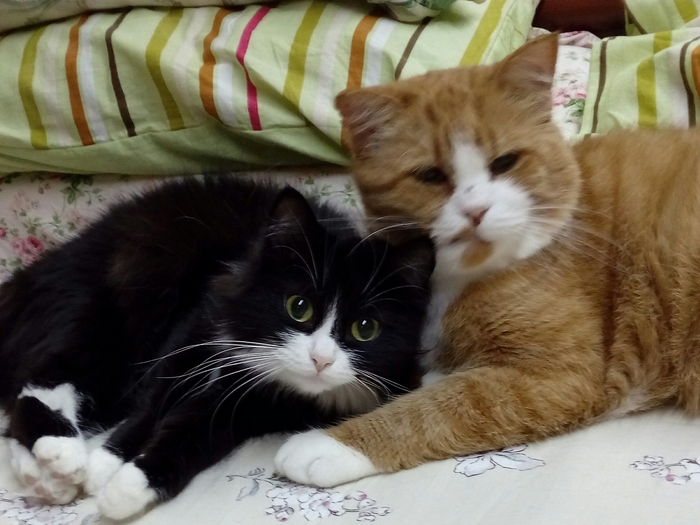 Новый кот с болячками. Риски от прививок для моих котов?