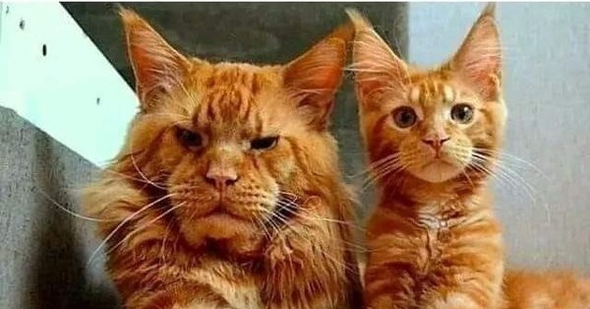 Кот сына. Кот сын. Папа кот. Котик для сына. Кот отец и кот сын.