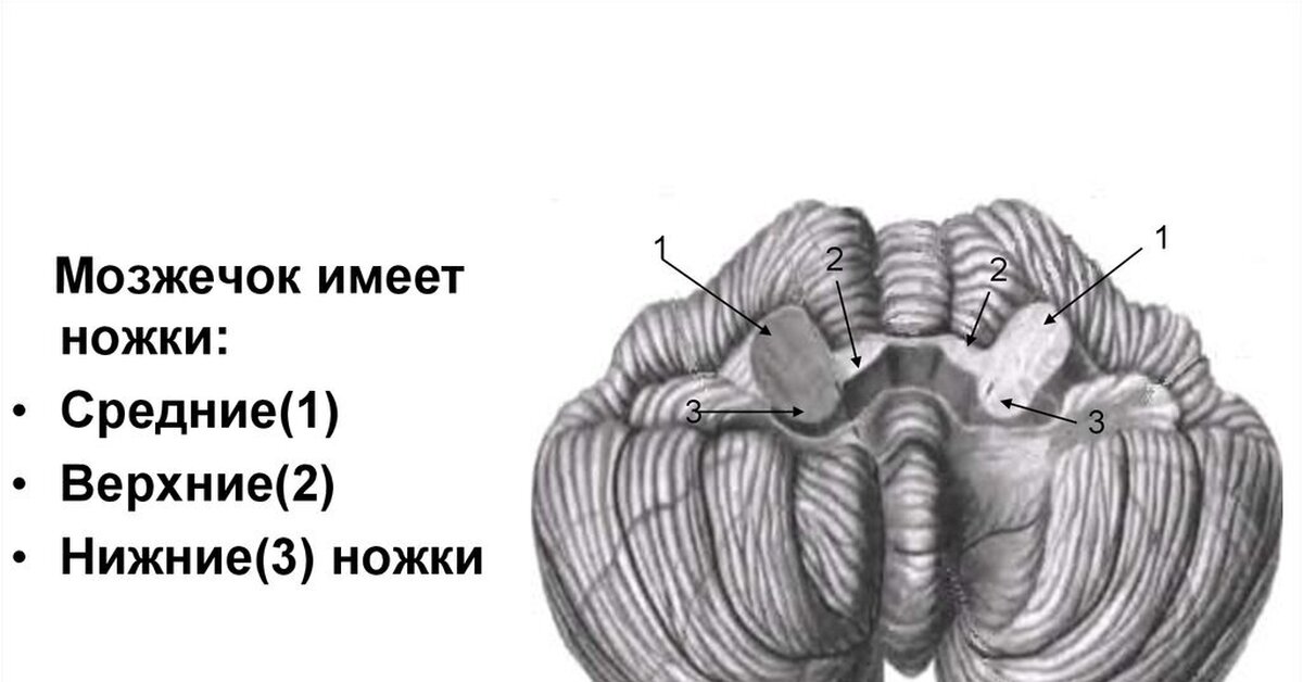 Мозжечке лежат. Мозжечок атлас. Мозжечок строение. Мозг строение мозжечка анатомия. ЦНС мозжечок.