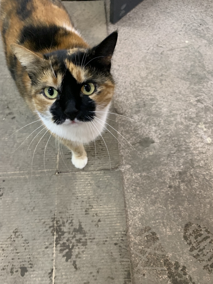 ������� ����