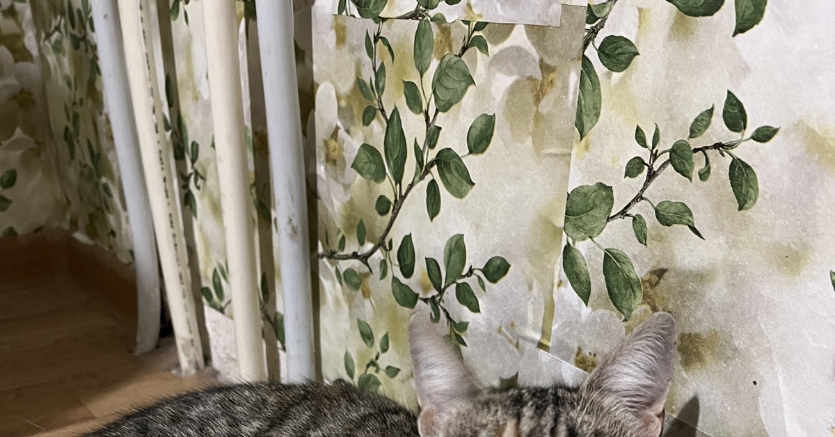 Заберите кошку | Пикабу