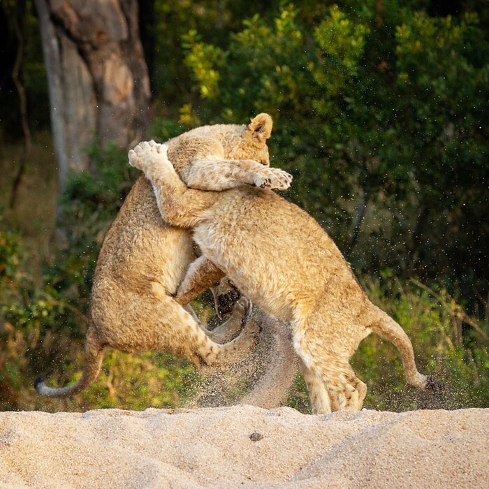 Вольная борьба