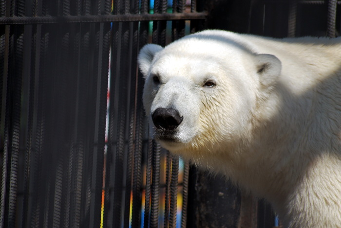 Просто белый мишка из "Роева ручья"