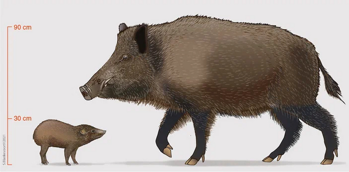 Карликова свиня: Найменша свиня на планеті. Важить 5 кіло, будує гнізда і живе в салових лісах. Їх залишилося лише 250 особин! Свиня, Книга тварин, Яндекс Дзен, Довгопост, Дикі тварини