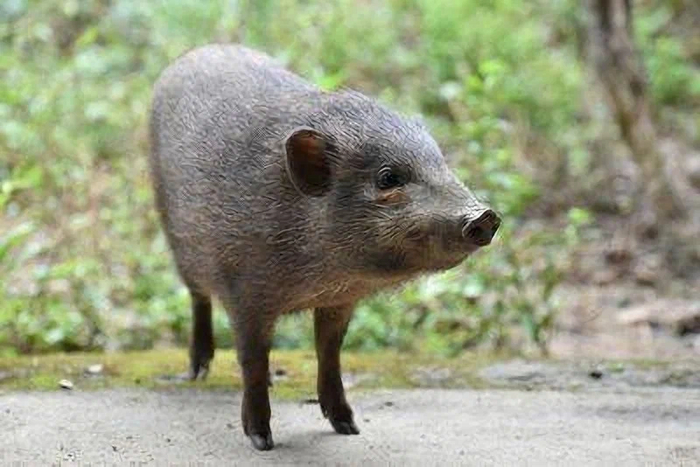 Карликова свиня: Найменша свиня на планеті. Важить 5 кіло, будує гнізда і живе в салових лісах. Їх залишилося лише 250 особин! Свиня, Книга тварин, Яндекс Дзен, Довгопост, Дикі тварини