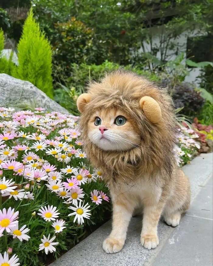 Стлашный леф)