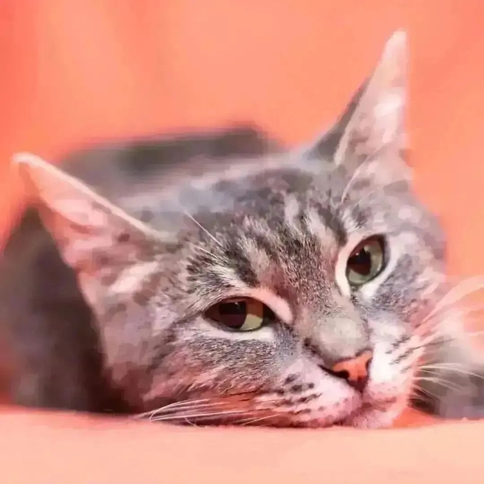        ,  ,  , , , , ,  ,  ,  