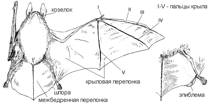 Летучая мышь схема