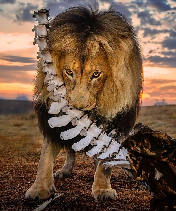 Мяса не было, остались одни кости