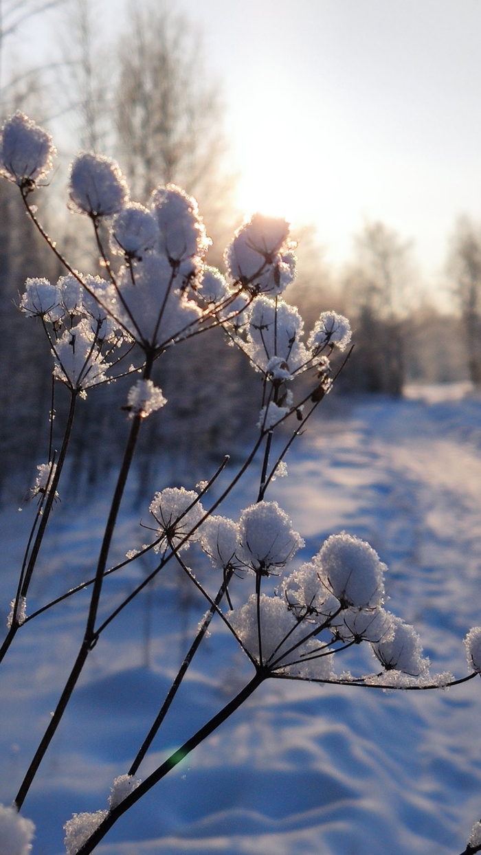 � ���������