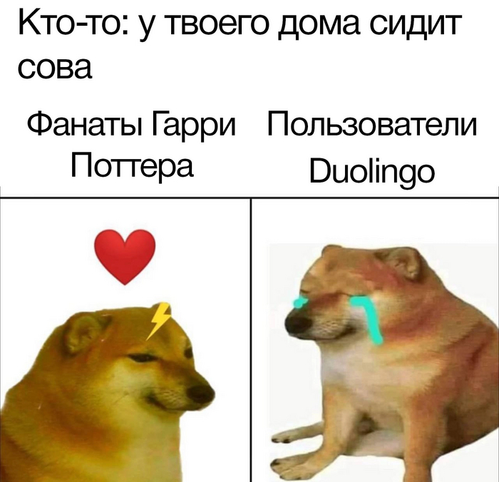   ,   , , Doge, ,  , Duolingo