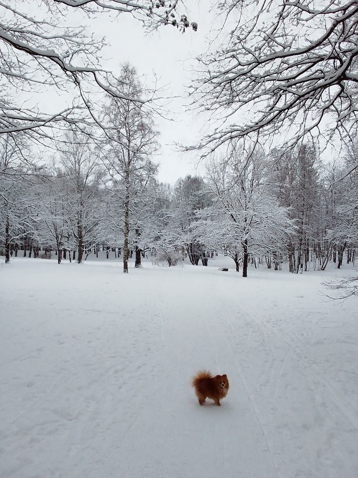 Холодно, но красиво Собака, Шпиц, Парк, Зима, Красота, Фотография
