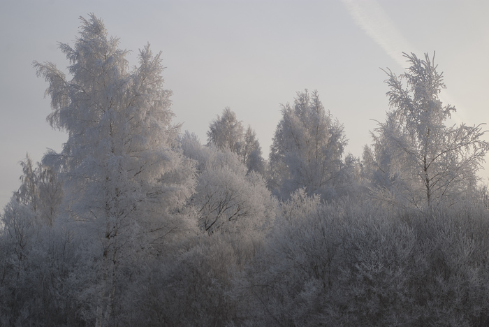 По дороге в Изборск Зима, Природа, Фотография, Красота, Мороз, Изморозь, Псковская область