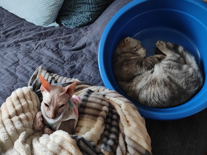 Кто как спит