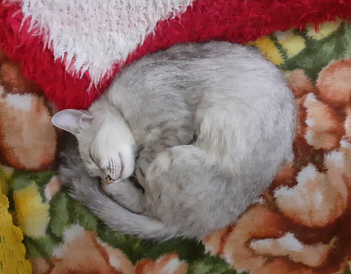 Просто спящая кошечка Кот, Сон, Стабильность, Мобильная фотография