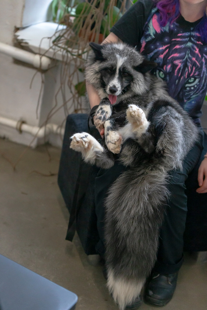 Пушистые лисьи лапки