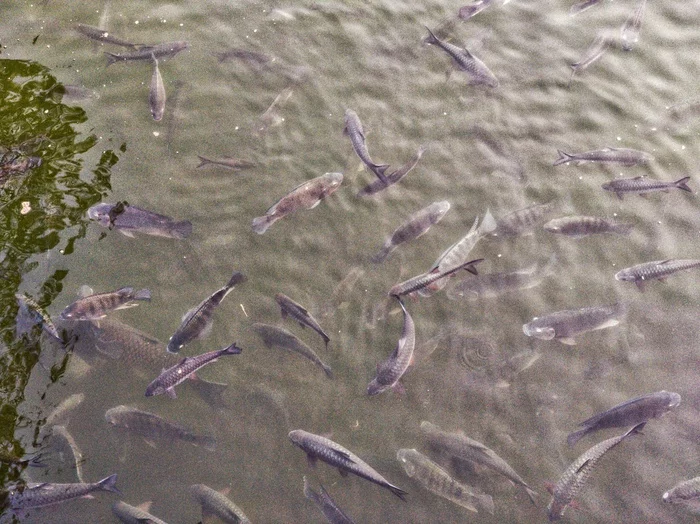 Впечатления от Непала после 3 месяцев проживания Путешествия, Непал, Покхара, Туризм, Впечатления, Видео, YouTube, Длиннопост
