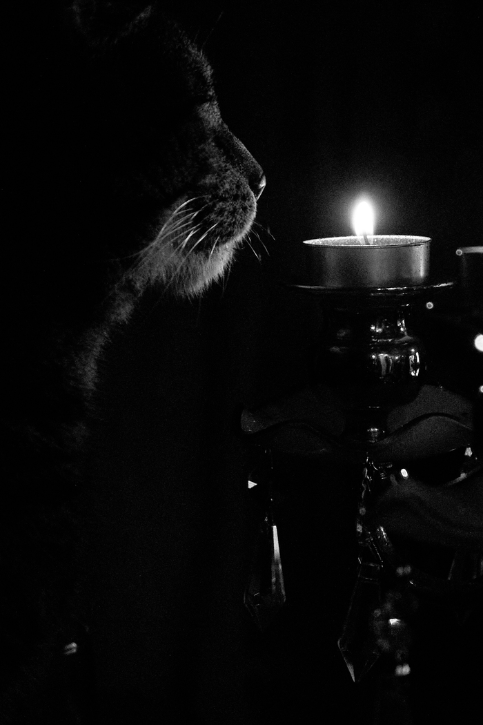 Свеча и кот