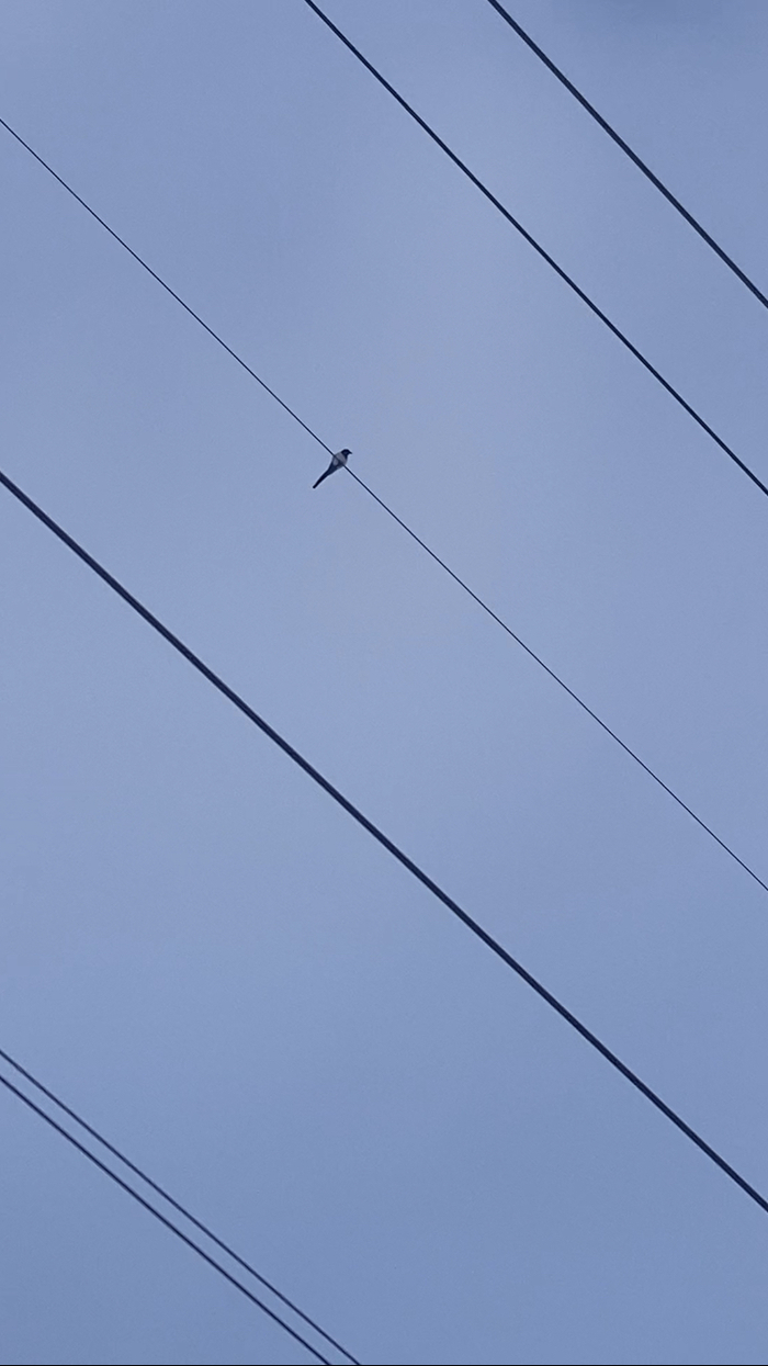 Сорока-белобока