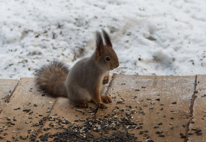 Вокруг Ладоги за 3 дня Путешествия, Туризм, Карелия, Длиннопост