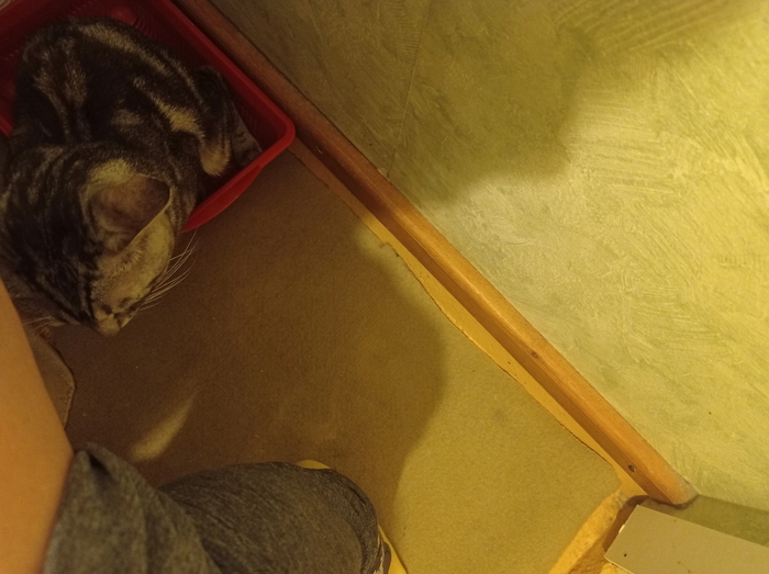 Ответ на пост «Когда вы с котом на одной волне»