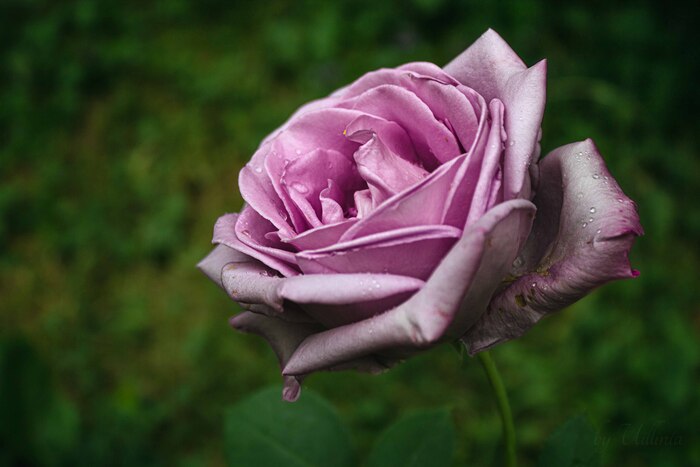 Увядающая красота