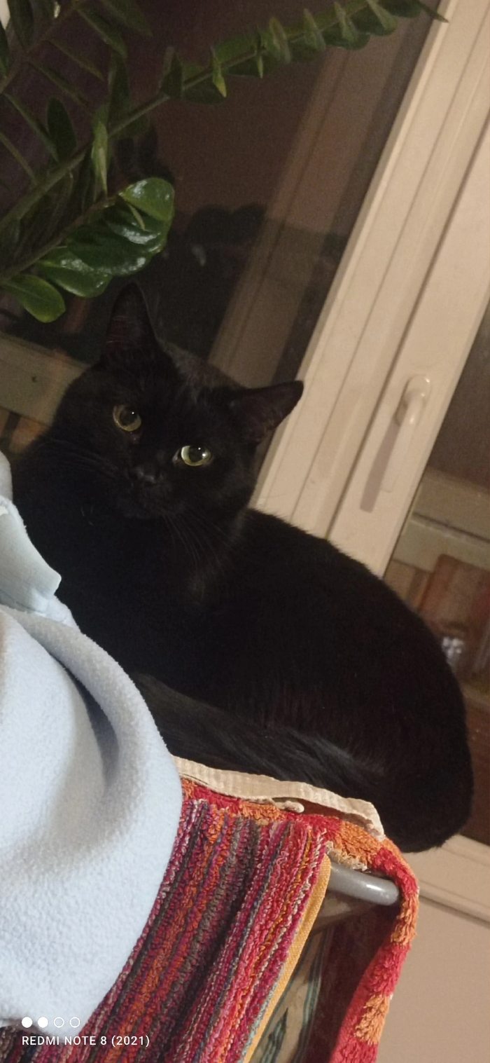 Котика вам в ленту