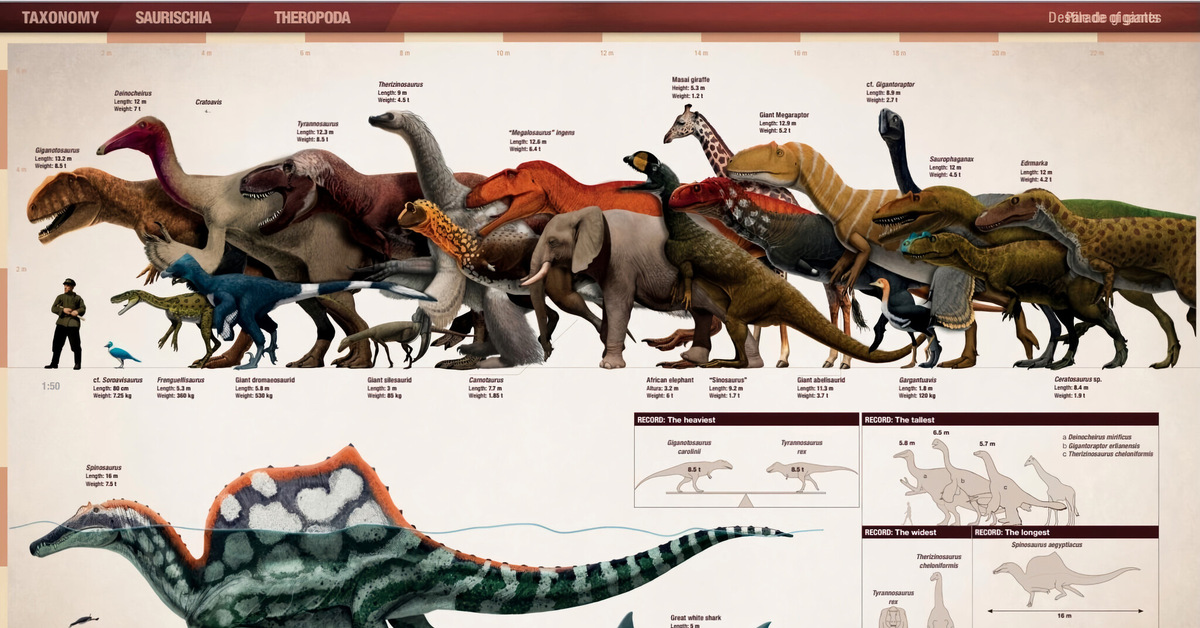 Сравнение динозавров. Гигантозавр зауропод. Таблица динозавров мир Юрского периода 3. Сравнительные Размеры динозавров. Размеры динозавров в сравнении с человеком.