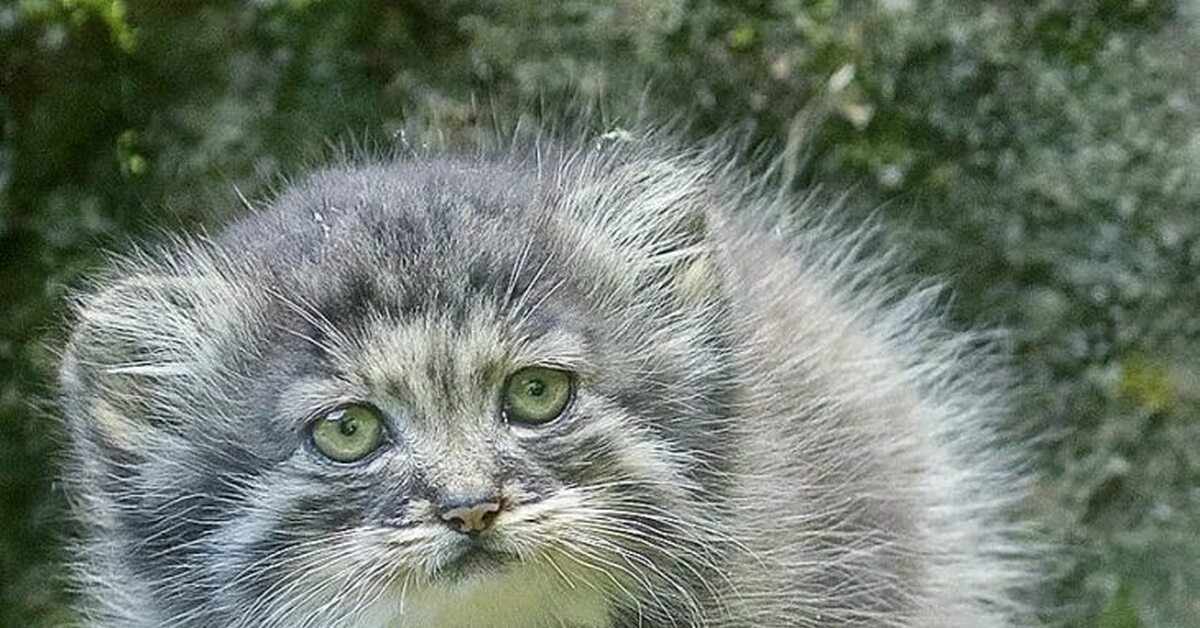 Манул домашний. Манул серый. Манул малыш. Убсунурская котловина Манул. Кот Манул с котятами.