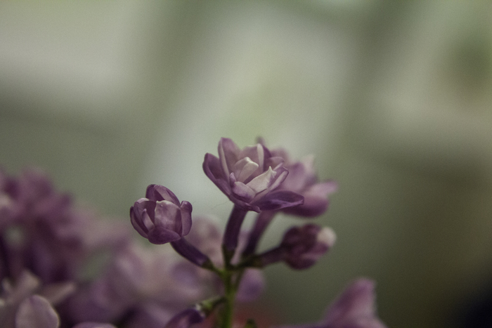 Дурманит мир их аромат медовый (с)