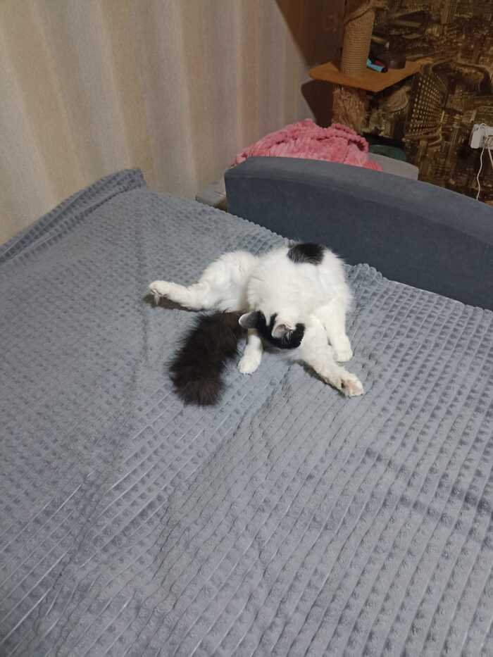   , ,   ?, , 