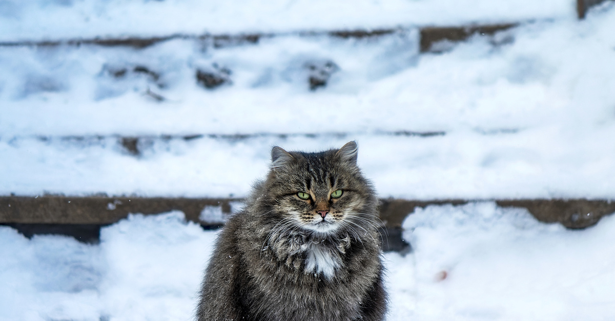 Вася зима. Лесной кот. Котики зимой картинки. Кошка на природе. Фото Лесной чящи зимой Россия.